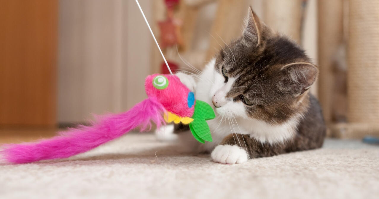 Sonoran Cat Care Cat playing with cat toy